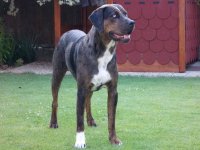 Naše odchovy - vrh A