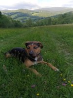 Naše odchovy - vrh A