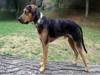 Naše odchovy - vrh A