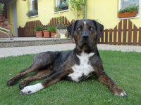 Naše odchovy - vrh A