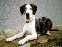 Naše odchovy - vrh A