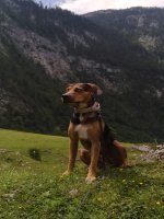 Naše odchovy - vrh A