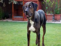 Naše odchovy - vrh A