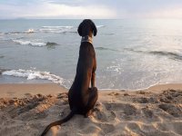 Naše odchovy - vrh A